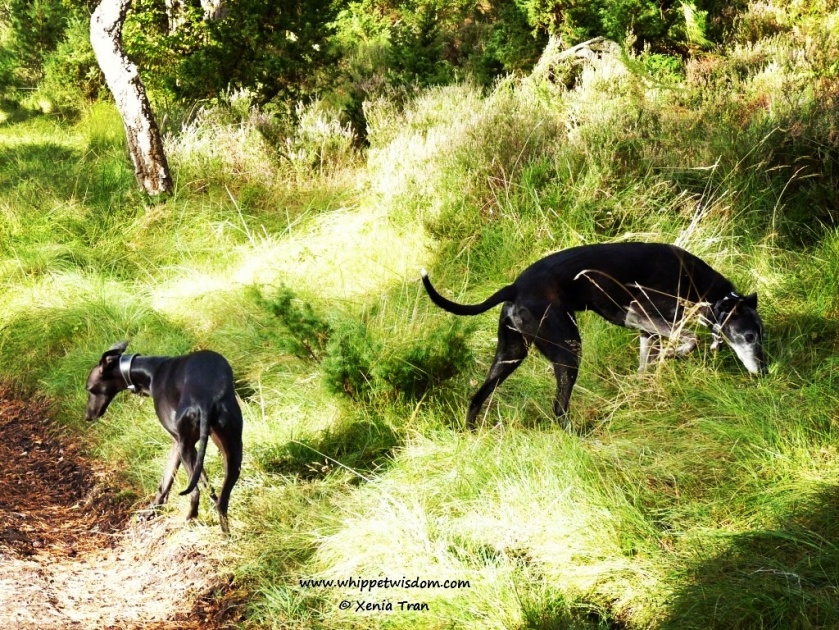 black lurcher and black whippet in forest