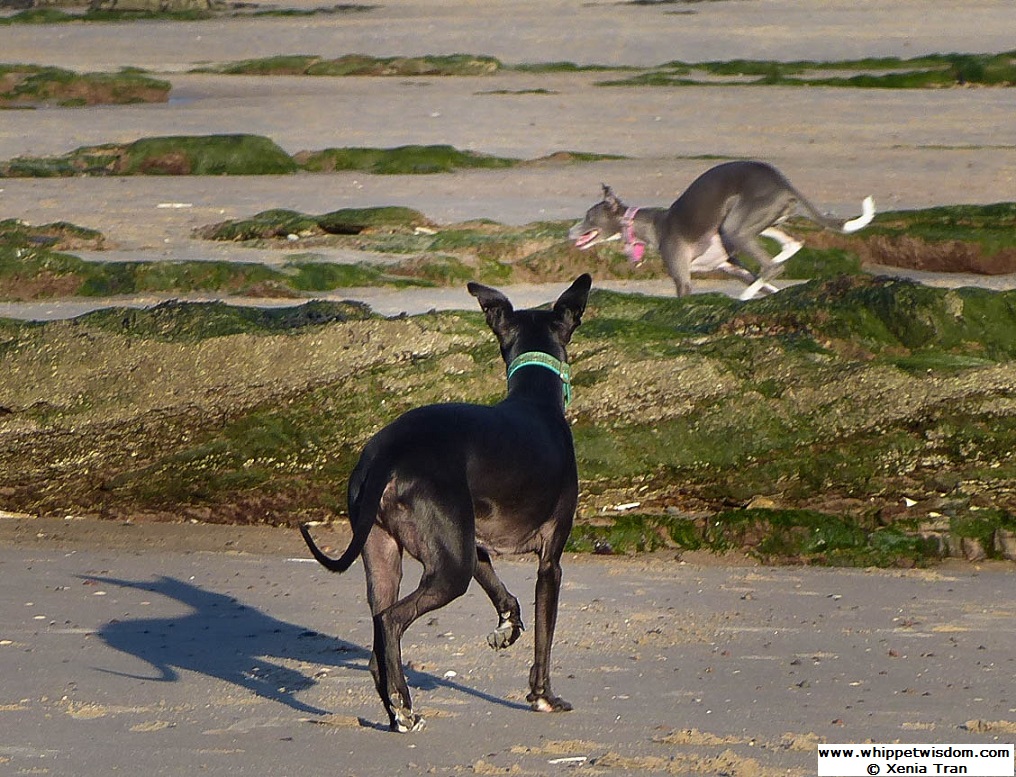 Two whippets playing between seaweed covered rocks at low tide