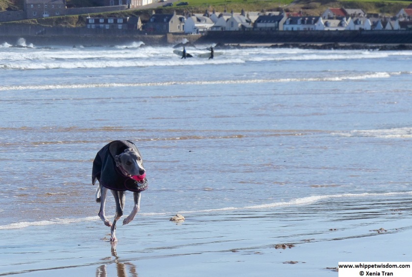 Whippet on beach by Seatown at Cullen