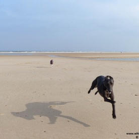 black whippet flying across an empty beach with a blue whippet in tow