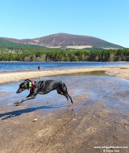 Black whippet leaping across the beach at Loch Morlich