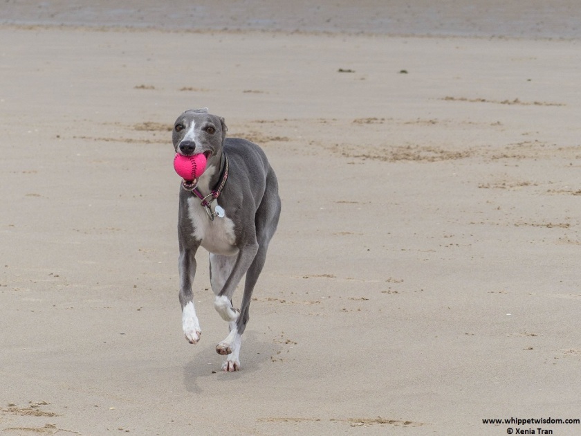 blue whippet running on the beach with a pink ball
