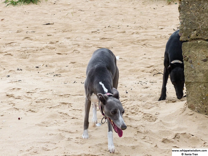 two whippets on the beach, sniffing and exploring
