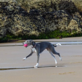 blue whippet with a pink ball leaping over tidal sands