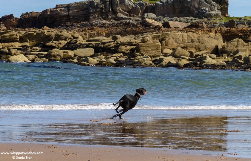 black whippet with an orange ball chasing waves on seashore