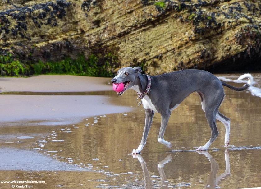blue whippet by rocks on tidal sand with a pink ball