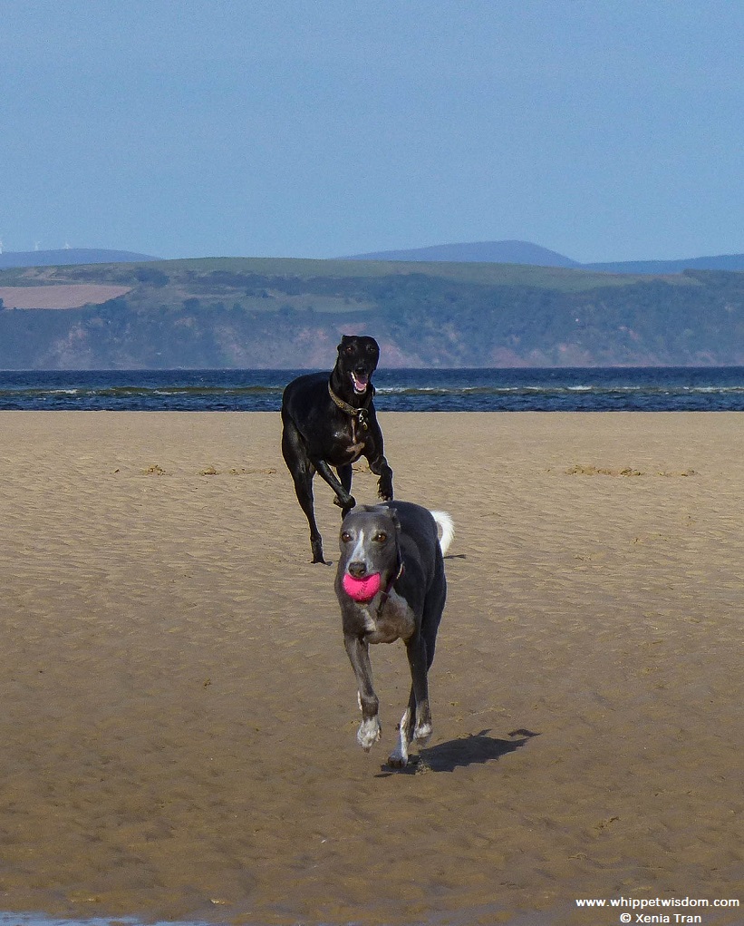 two whippets running on a sand bar