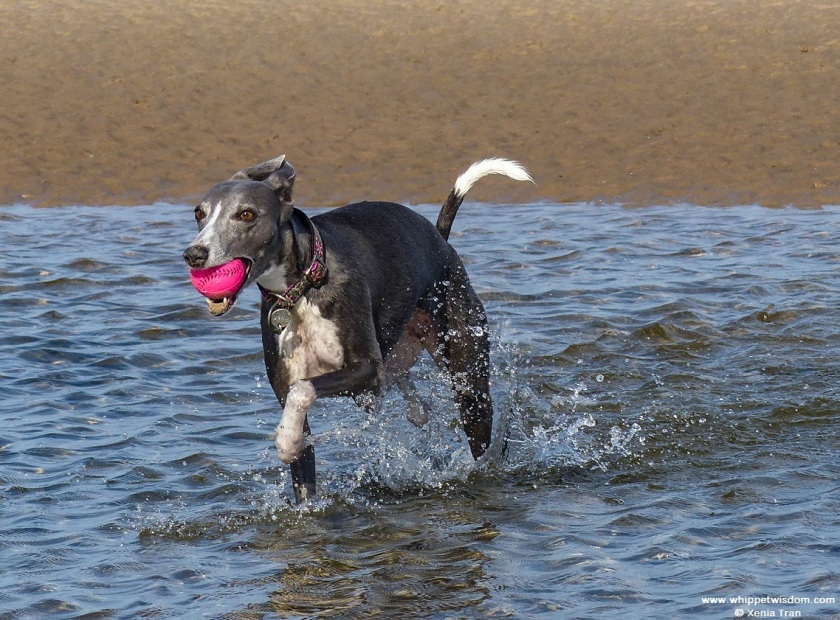 blue whippet with a pink ball walking through tidal lagoon