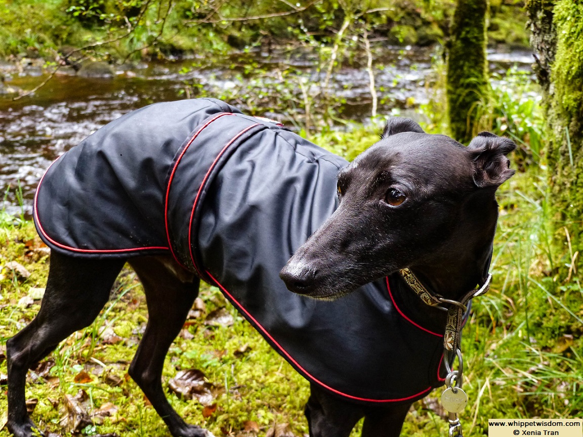 Black whippet in black raincoat by River Lundy flowing through the glen