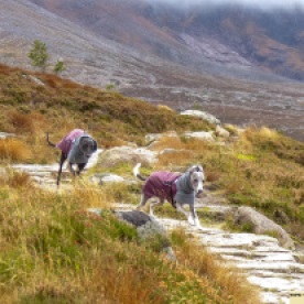 two whippets in winter coats running on a mountain trail in autumn