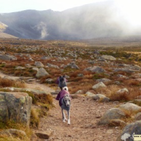 two whippets in winter coats running down a mountain trail in cloud and mist