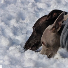 a blue whippet and a black whippet sniffing the snow