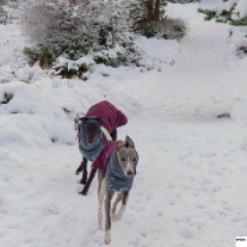 a black whippet and a blue whippet in winter coats running on a snow covered forest trail