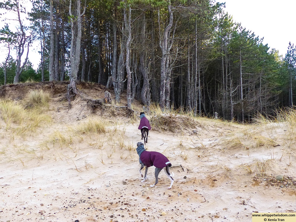 two whippets in winter coats climbing the dunes towards the forest