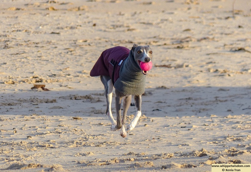 blue whippet in wintercoat running on the beach with a pink ball