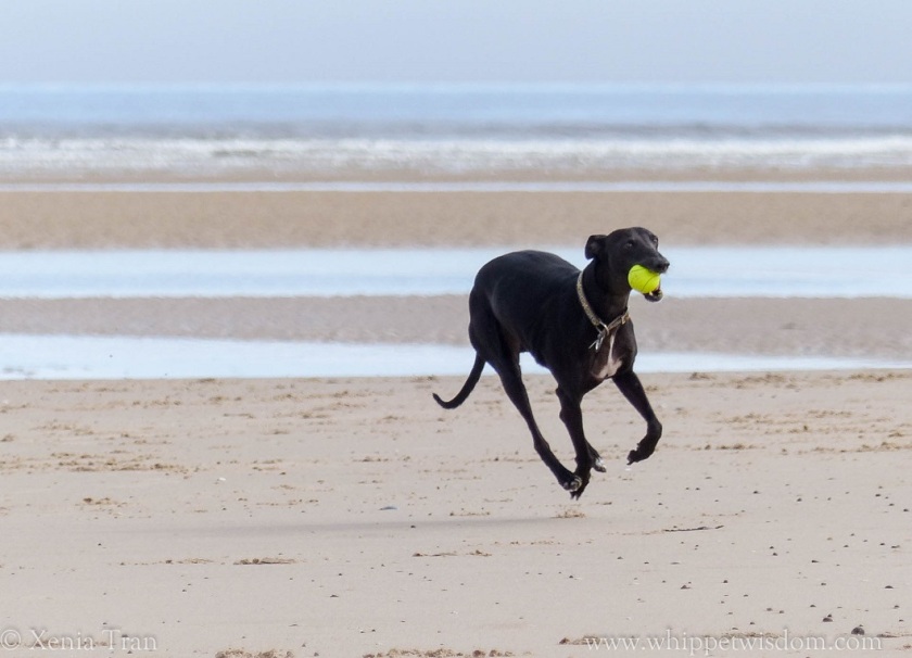 black whippet running on the beach with a yellow ball.