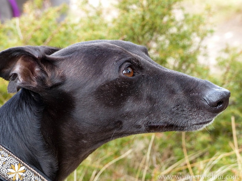 close up of black whippet looking up and into the distance