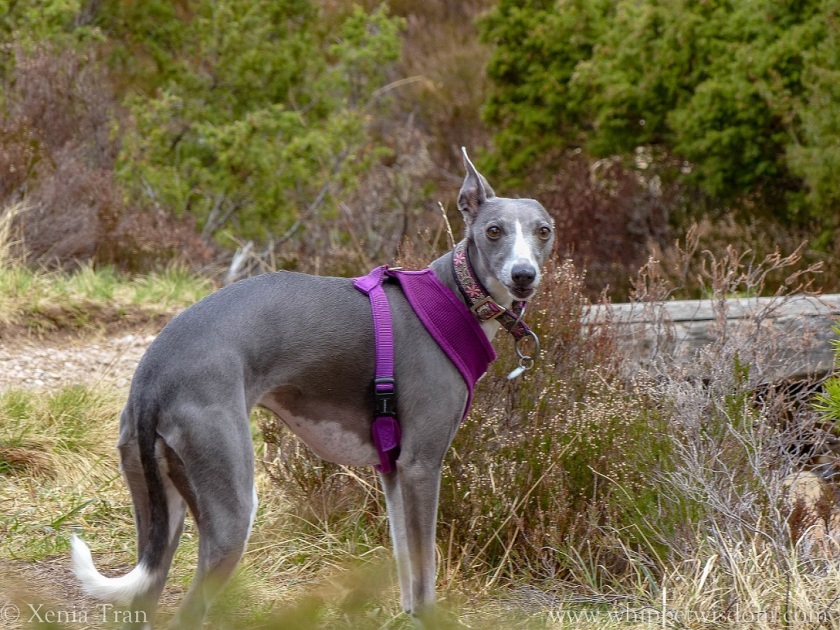 blue whippet in a purple harness beside a stream on woodland trail