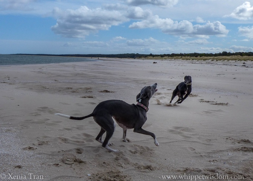 two whippets playing on the beach