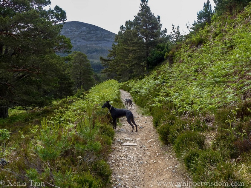 two whippets on a mountain trail with young ferns and pine trees