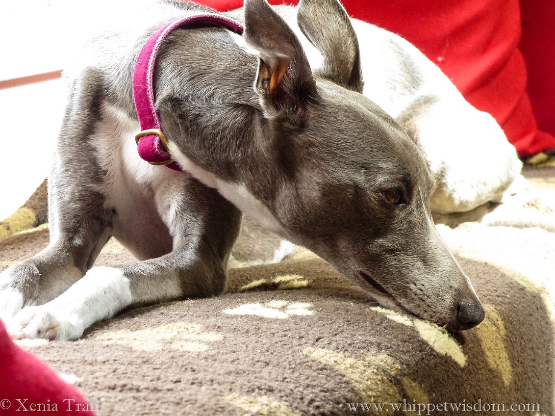 blue whippet relaxing on a dog blanket in a window seat