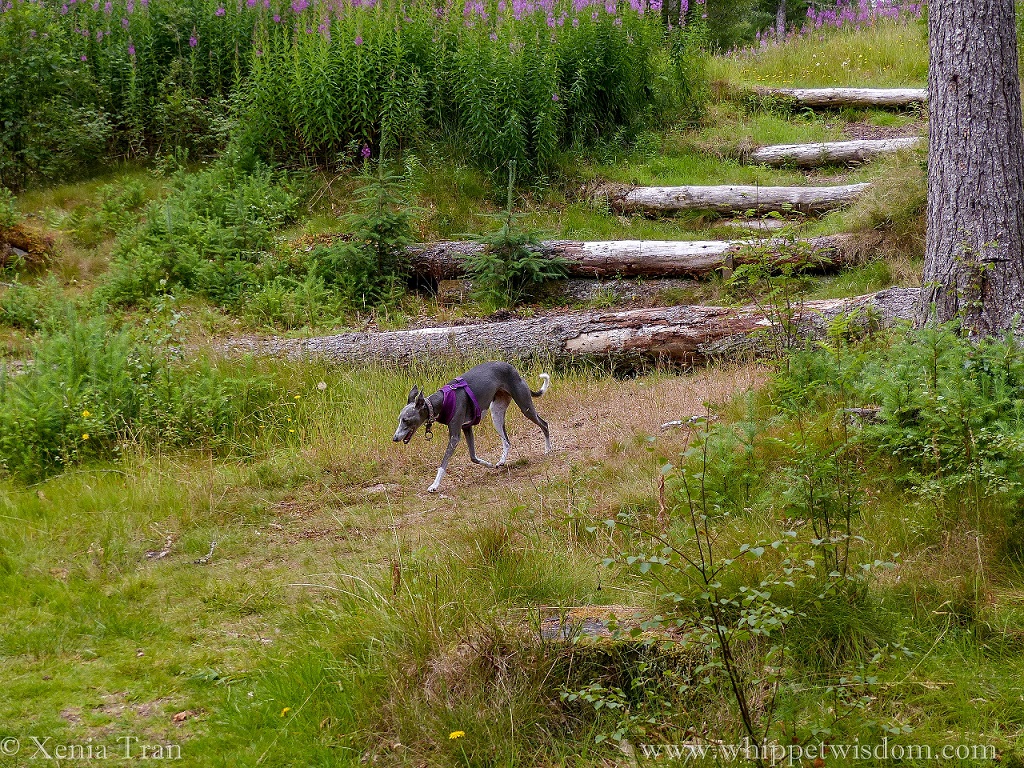 blue whippet in a purple harness walking down a woodland trail