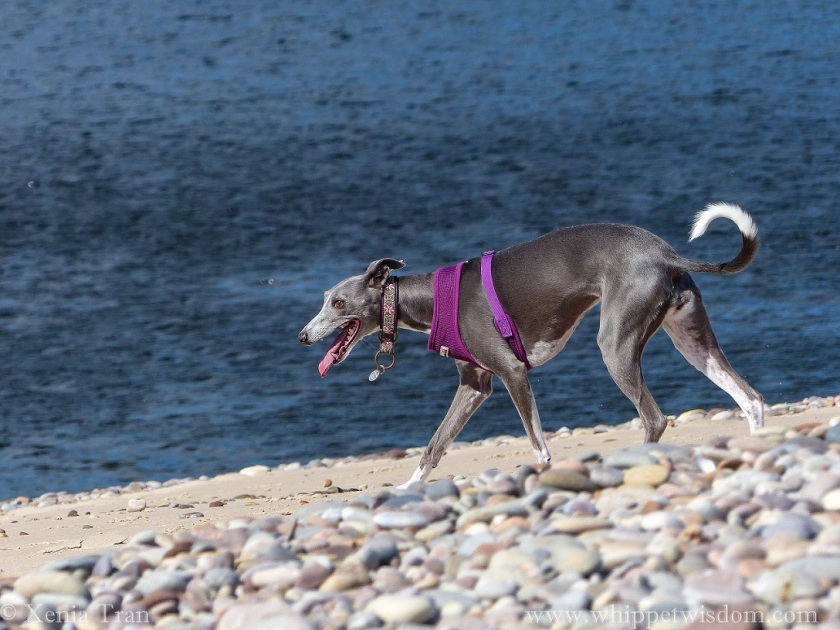 a blue whippet walking on sand and shingle above the sea at high tide