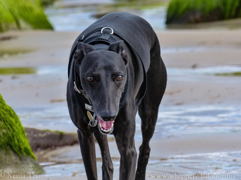 close up of a smiling black whippet in black harness walking towards the camera on tidal sands