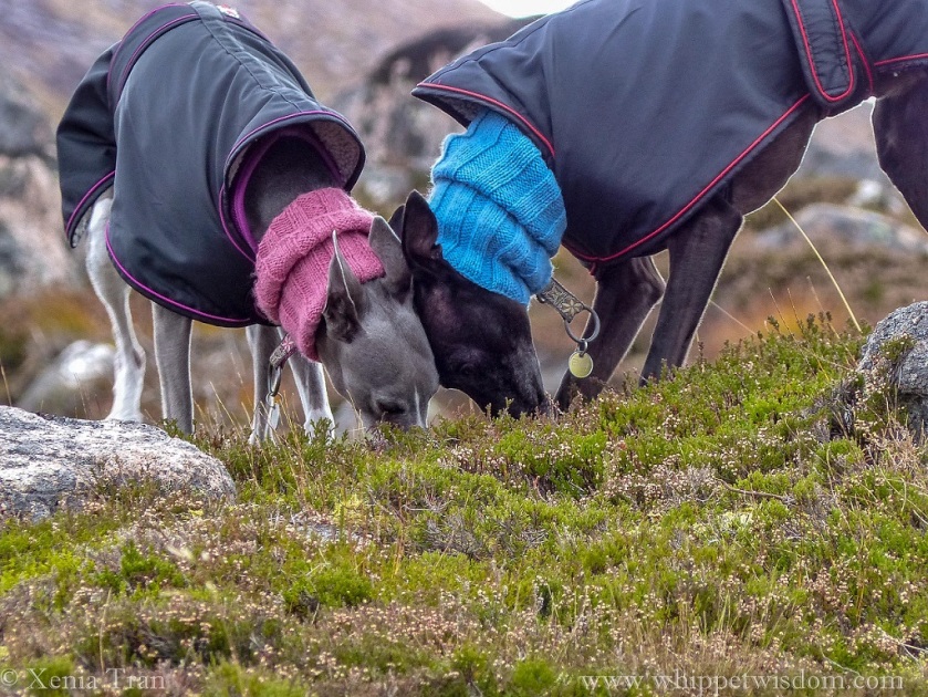 two whippets in winter jackets and snoods bending down together to sniff something on top of the mountain