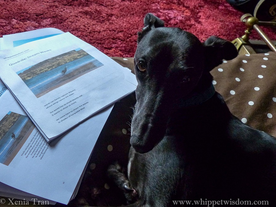 black whippet looking over his left shoulder towards the camera, several draft papers beside him on the floor