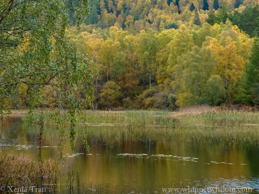Lochan Mor in autumn colours with fading reeds and lily pads