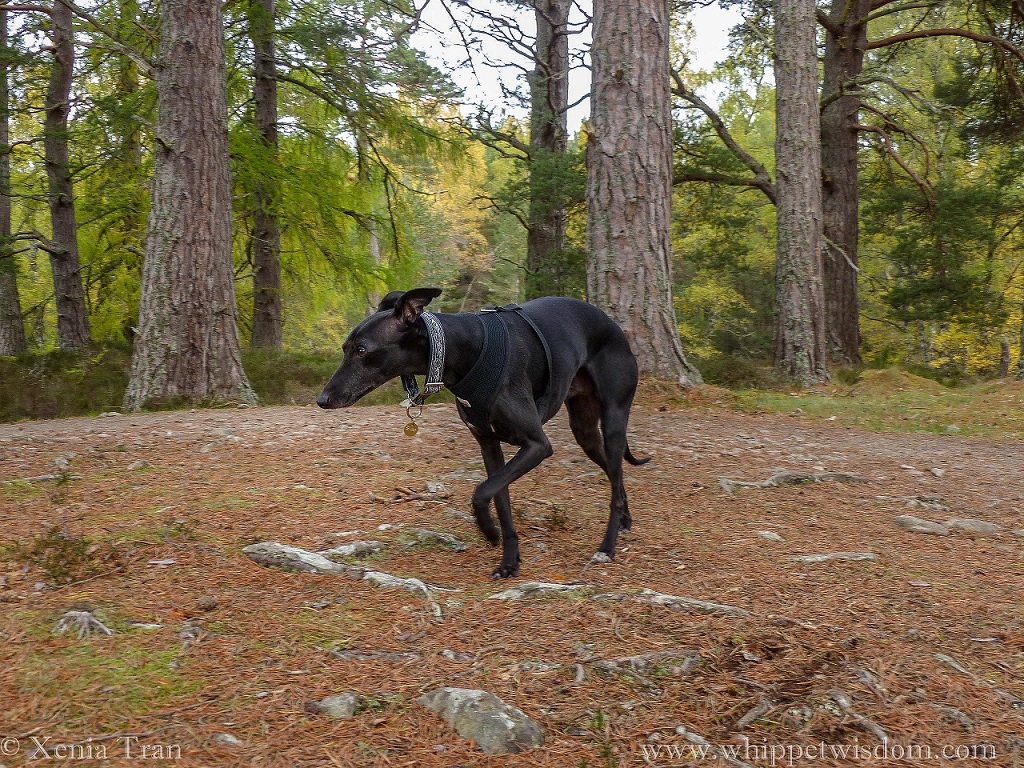 black whippet in a black harness and celtic collar striding along the loch shore