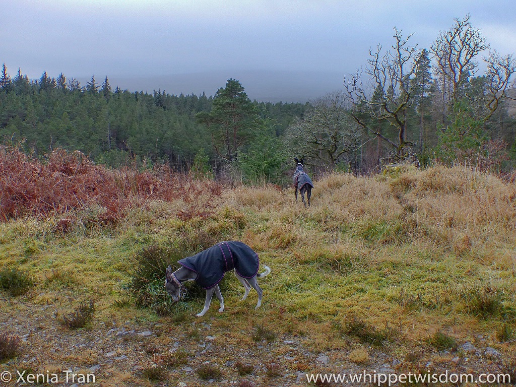 a blue whippet in a winter jacket sniffing the grass and a black whippet in a winter jacket enjoying the view