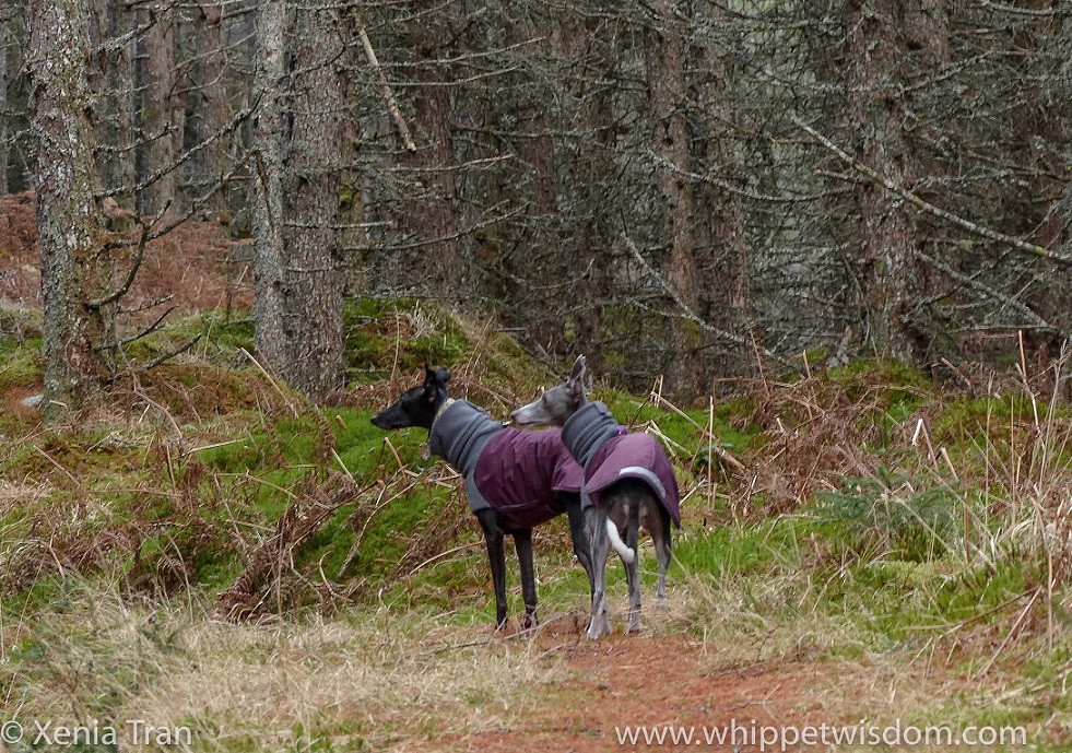 two whippets in maroon winter jackets on a forest trail, looking to their left