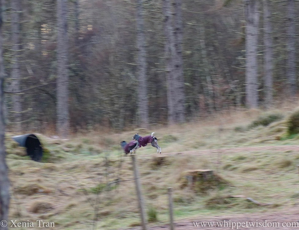 two whippets in maroon winter jackets chasing each other through the forest