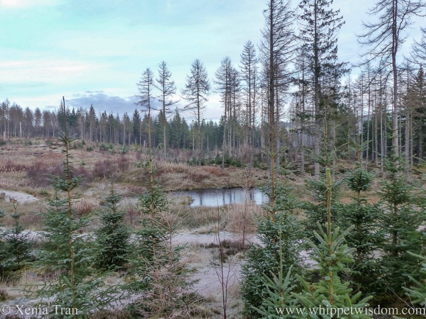 a frozen pond in Achany Forest with pine and fir trees in the foreground