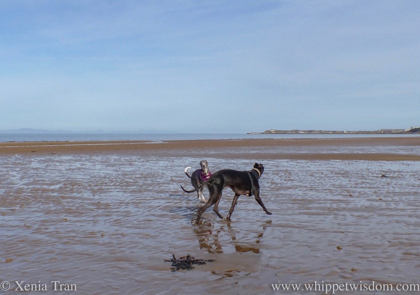 a blue whippet and a black whippet playing in the sun on tidal sands