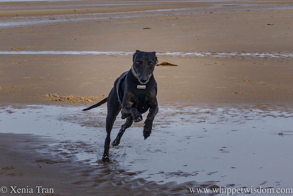 a black whippet leaping across a tidal pool towards the camera
