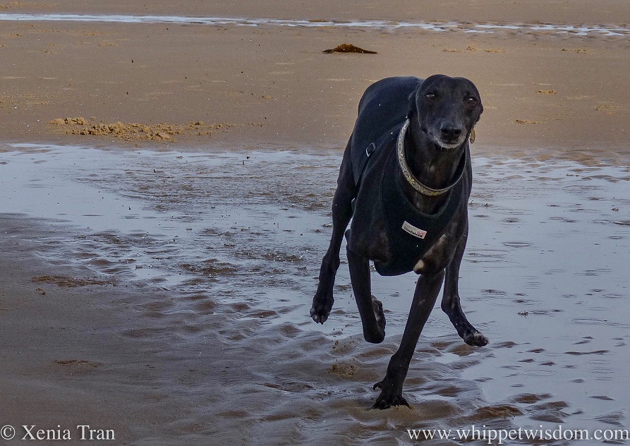 a black whippet running across a tidal sands towards the camera