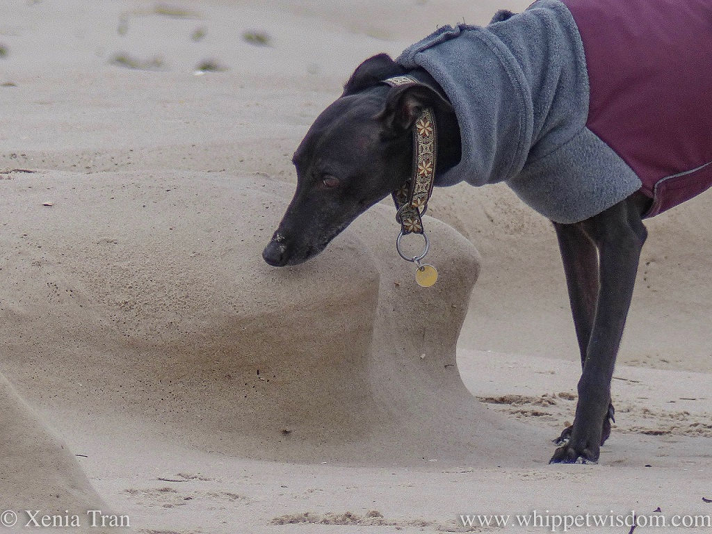 a black whippet in a grey and maroon winter jacket sniffing the sand on the beach
