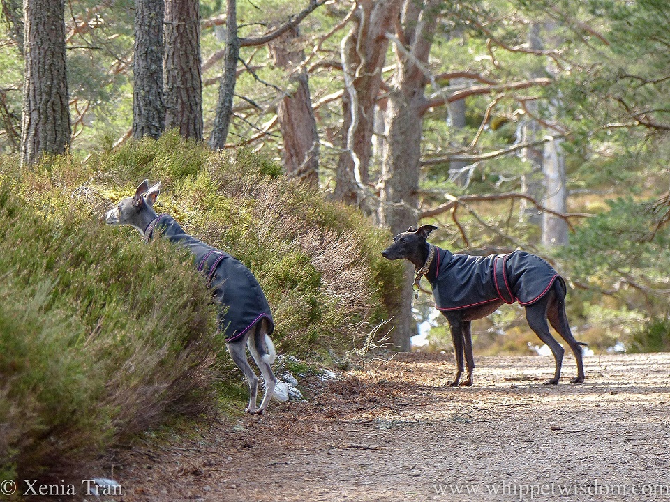 a blue whippet in a black jacket on her hind legs between the heather, watched by a black whippet in a black jacket from the forest trail