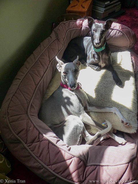 a black whippet and a blue and white whippet catching the morning sun in their large dog bed