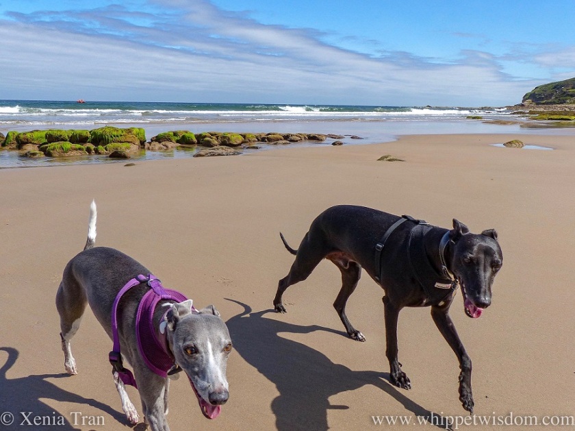 close up shot of a smiling blue and white whippet and a smiling black whippet striding out across the tidal sands