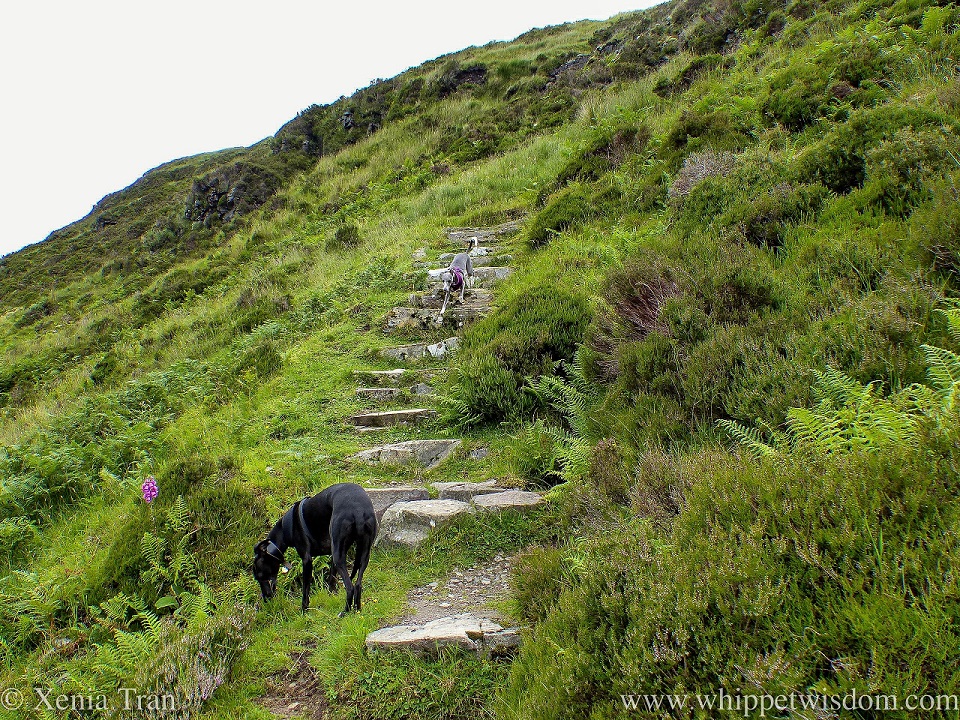 two whippets on a hiking trail up Knockan Crag