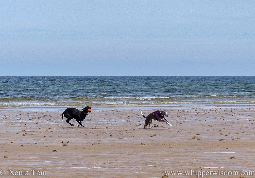 two whippets running on tidal sands beside the sea
