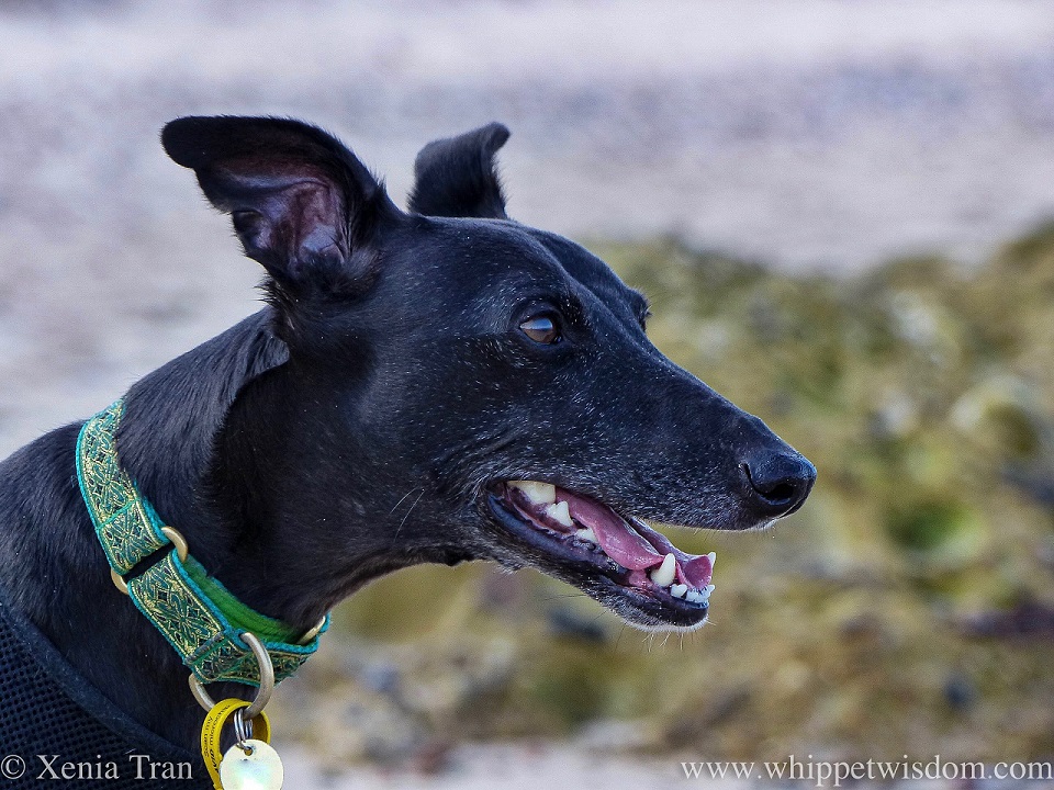 close up head shot of a black whippet on the beach