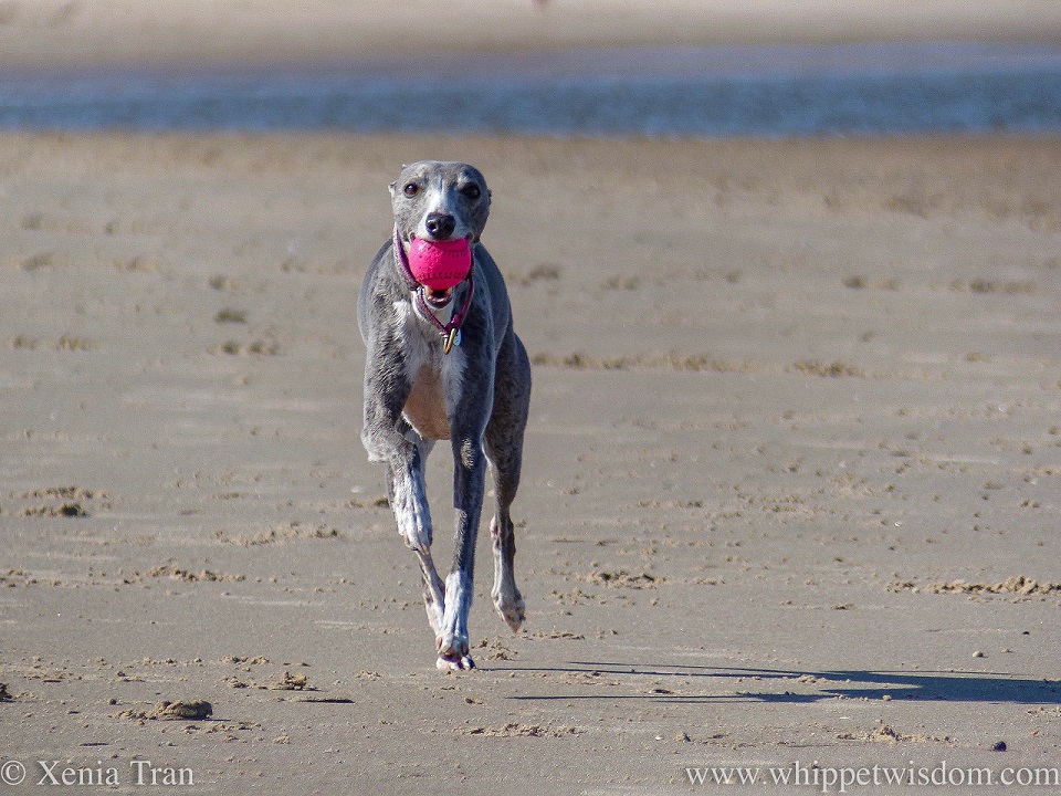 a blue and white whippet running on the beach with a pink ball in her mouth