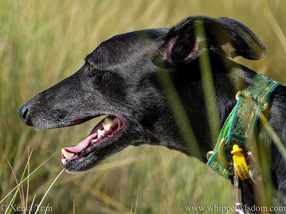profile of a black whippet, looking ahead between bent grass in the dunes