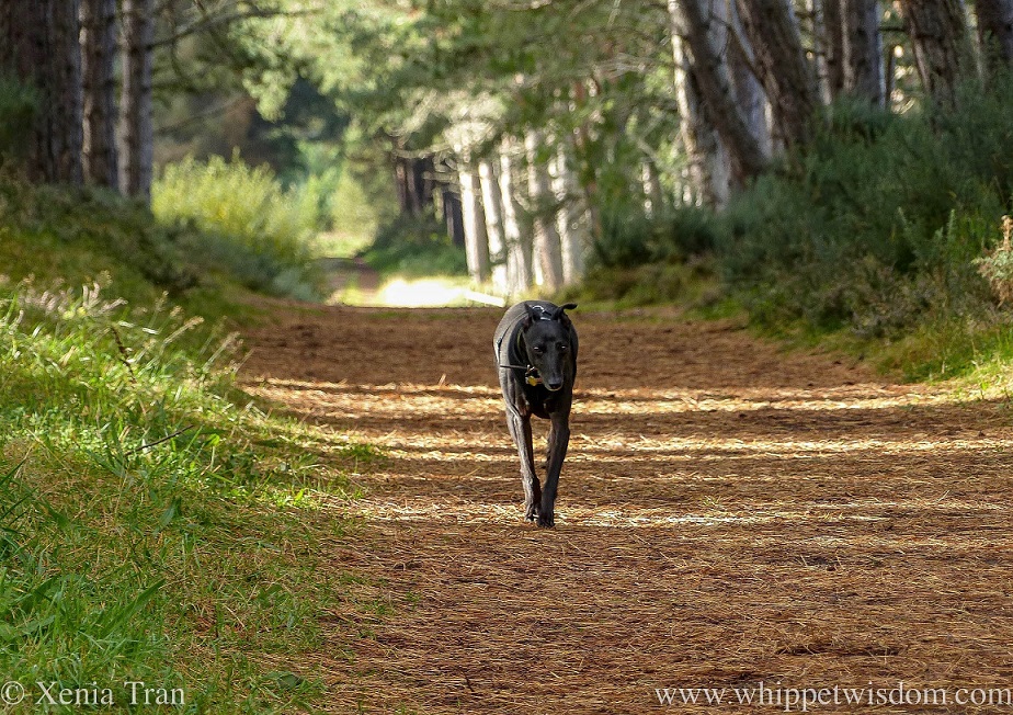 a black whippet walking along a forest trail