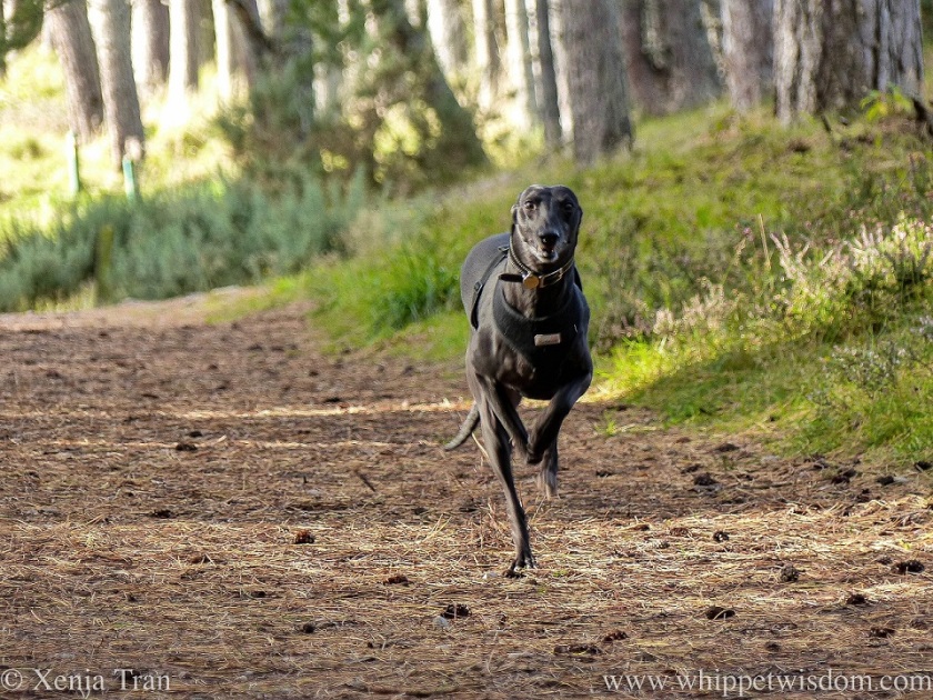 a smiling black whippet leaping along a forest trail in autumn